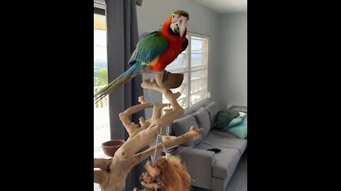 Dancing Macaw - How To Eat Walnut LOL