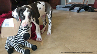 Great Dane Naps While Puppy Has Fun With Toys