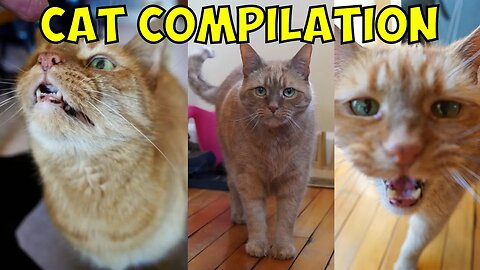 Ginger Cats are Funny Compilation