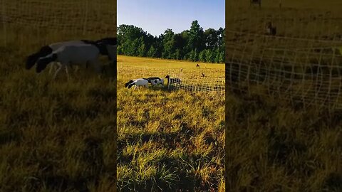 Moving our Hairsheep to their new paddock for the day.