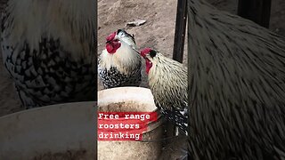 Free range roosters drinking
