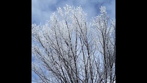 Hoarfrost melting off the elm trees by the sun ⛅️