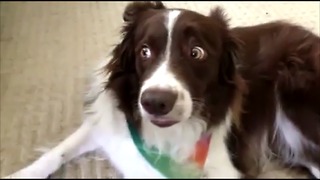 Dog has hilarious reaction to new toy