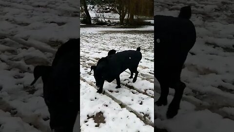 It's Snowing.. Molly's walking in the snow