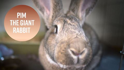 Big baby: The 18 pound bunny who's cute being naughty