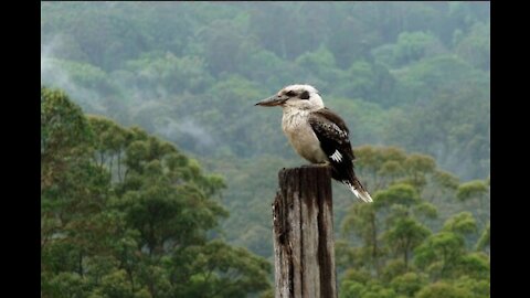 Kookaburra takes the dog's bone.