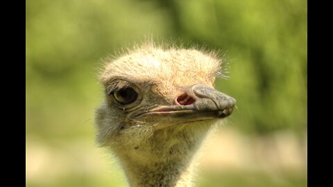 Common ostrich