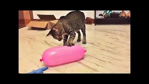 World Best Funniest🤑 Cat vs animal vs Kid 😃 Entertainment Don't Try Laughing 🤣 2024 clips 🫡