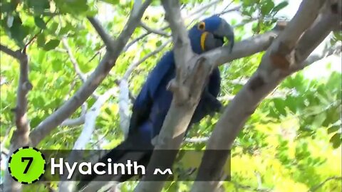 Most Beautiful Macaws on Planet Earth