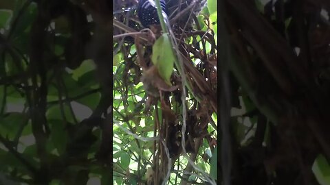 My neighbour found a bird Nest hanging outside her window Jenny Birds Part 1 #Birds #Nest