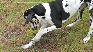 Funny Great Dane Puppy Attacks Sprinkler