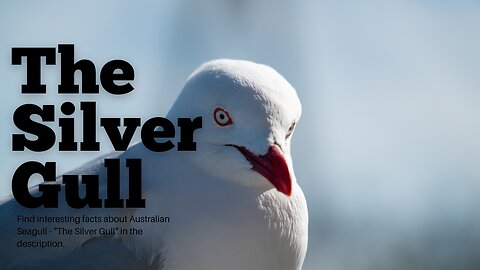 The Australian Seagull: A Common Bird with a Unique Story