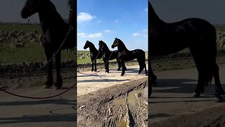 Friesian Horses Ready To Go#animals #pets #horse #horoscope #friesianhorse #arabianhorse #minihorse