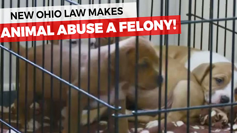 Animal Abuse Is Now A Felony In Ohio