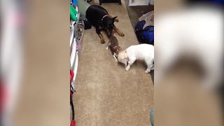 Unusual Four-Legged Family Plays Together
