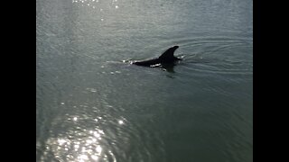 Frolicking Dolphins