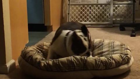 Jacked up English Bulldog gets the 'zoomies'