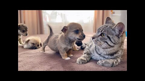 The Delightful Life with This Happy Cat!" funny cat with funny moment pet cat