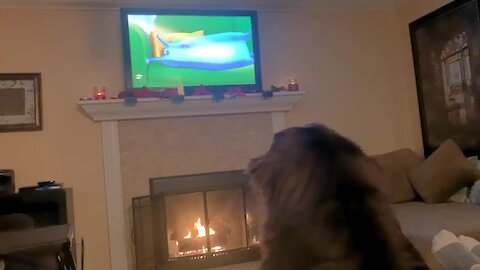 Boisterous Newfoundland nearly misses fireplace while pursuing cartoon cat