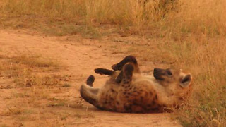 Spotted hyena performs his amusing back scratch maneuver