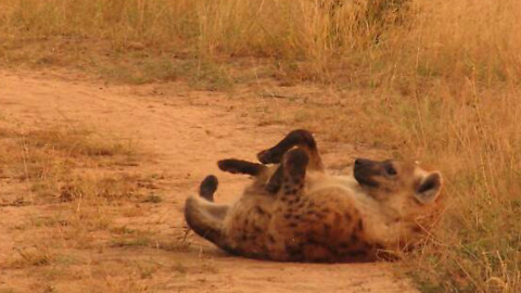 Spotted hyena performs his amusing back scratch maneuver