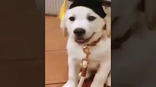 Best Student "puppy" of the year.. fetch in free time #shorts #students #puppypow007 #puppieshorts