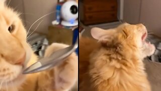 Cat Gets intense Brain Freeze After Eating Ice Cream