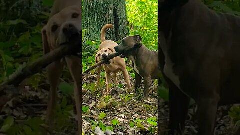 My STicK!!! #shorts #dogsplaying #pitbulldog