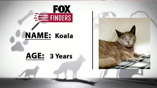 FOX Finders Pet Finder - Koala