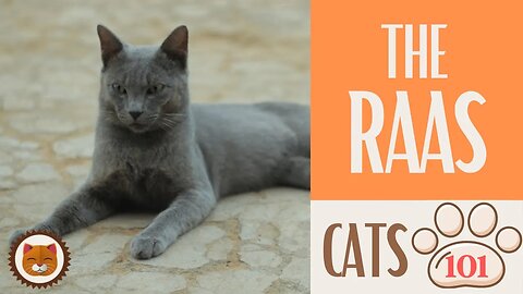 🐱 Cats 101 🐱 RAAS CAT - Top Cat Facts about the RAAS