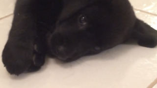 Bruce the Puppy (6 weeks) uses intense energy to crawl final 6 inches to bone