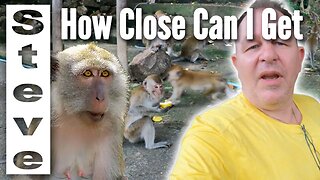 More Monkeys Go To This TEMPLE than People - Phatthalung Cave Temple in THAILAND 🇹🇭