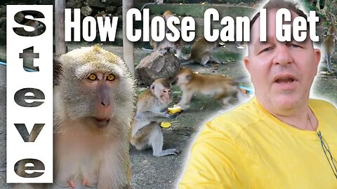 More Monkeys Go To This TEMPLE than People - Phatthalung Cave Temple in THAILAND 🇹🇭