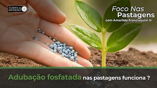 Adubação fosfatada nas pastagens funciona ? Assunto de hoje do Foco nas Pastagens