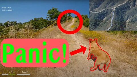 Running Into A Mountain Lion?!