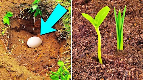 Bury An Egg In Your Garden Soil, What Happens Few Days Later Will Surprise You