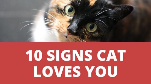 What Are The Signs That Cat Loves You? How Cats Show Their Love to Owners?