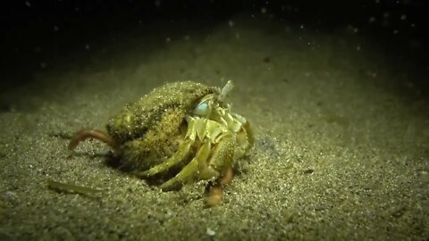 Ireland's Marine Life - Meet the Cast