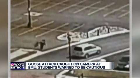 Goose attack caught on camera at EMU, students warned to be cautious