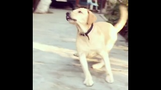 Dog thought it's a ball. Owner tricked him with lemon