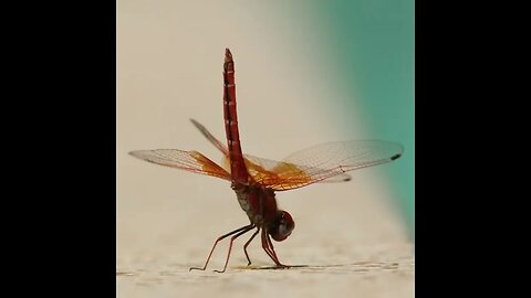 Dragonflies are predatory insects, both in their aquatic nymphs stage and as adults...