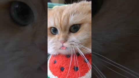 Funny cat 🐈❤️ #shortsvideo #shortsfeeds #shorts