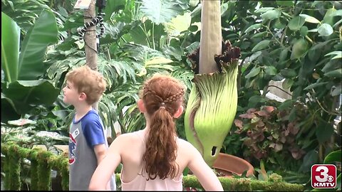 The Amazing Stinko reaches 'peak stink' at Lauritzen Gardens