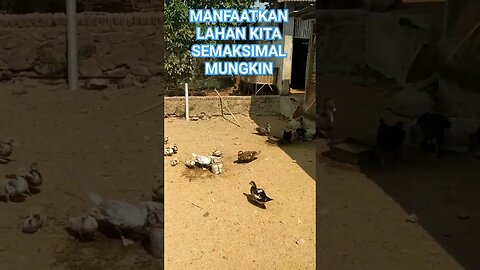 PEMANFAATAN LAHAN UNTUK USAHA TERNAK#shortvideo #ternakentok #ternakayam #ternakdomba #ternakkambing