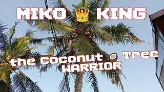 PHILIPPINES: MIKO KING the COCONUT TREE WARRIOR "Coconut Harvesting"