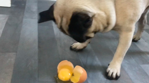 Pug attempts egg challenge, fails miserably