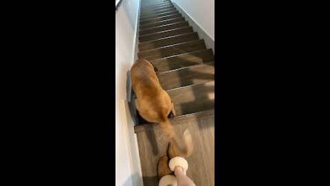 Dog Falls Down Stairs! MUST WATCH!