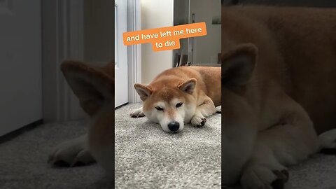 Shiba Inu is lonely... sings the song of his people