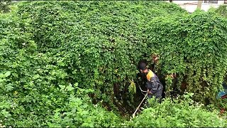 Clean up the vegetation covering the abandoned house | AMAZING TRANSFORMATION