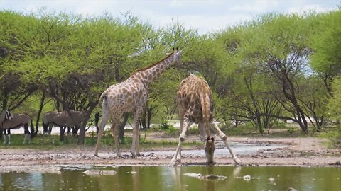 A giraffe is eating leaves from a tree and a giraffe is drinking water4